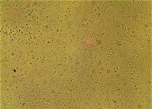 -AKRA Azotobacter, bakterie azotowe