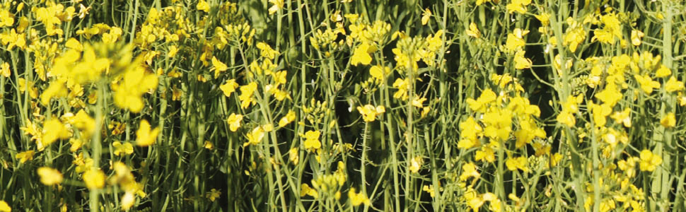 The Way <br>for Agriculture